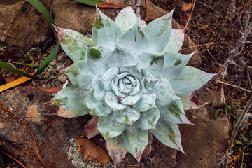 Close-up of a small succulent in a desert garden