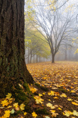 Foggy Forest Fall Colors in Forest Park Portland Oregon