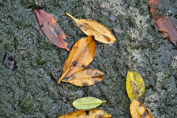 Vibrant colorful leaves gather at the coastal shoreline    