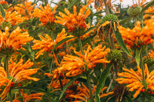 leonotis leonurus medicinal large orange flowers 