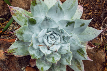 Close-up of a small succulent in a desert garden