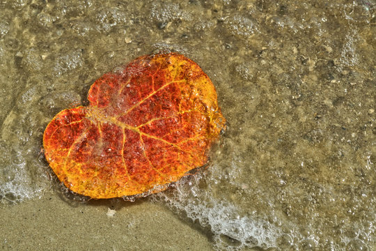 Colorful leaves caught in the surf near the coastline