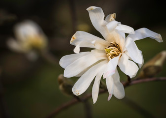 The beautiful spring blossom of the magnolia tree.