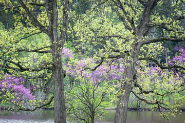 Flowering redbud and dogwood trees mix with the emerging leaves of a giant oak tree to form a pallet of spring tones on the shoreline of a small lake.