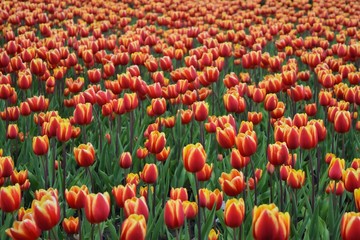 tulip field in the nature with a lot of color
