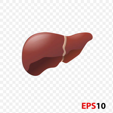 Liver.Human internal organ realistic