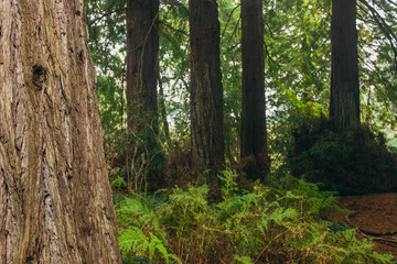 Obraz premium A grove of massive redwood trees in the forest