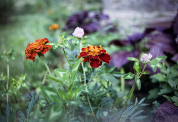 Tagetes patula flowers (French marigold) alongside with some clover in the garden, close up.	