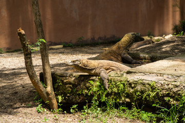 Komodo Dragon located in Surabaya, Indonesia
