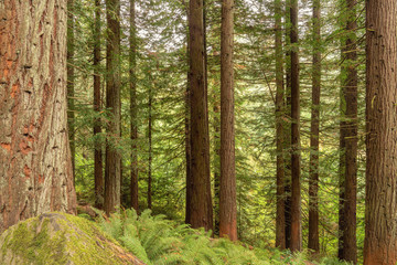 Trees and Ferns in the Forest in Oregon