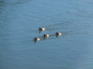 ducks in the river