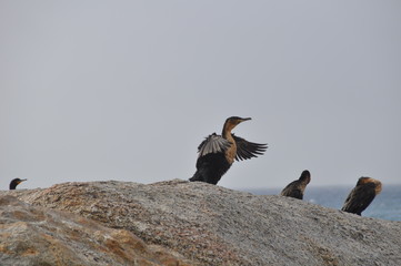some cormorants on a rock