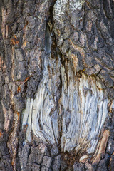 Bark texture of the old tree, natural background