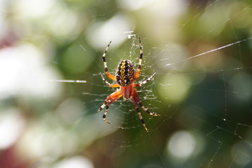 SONY DSC