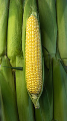 background. Coarse yellow organic corn is marketed by the farmer. Corn is ready to cook.
