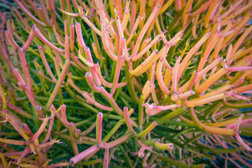 Pencil Cactus in Garden