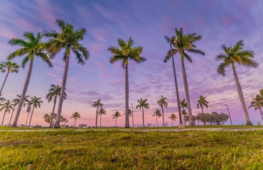 palm beach tropical countryside florida miami cuba tree blue sky pink sea landscape sunset ocean summer tree nature island sand coconut water vacation coast green palm tree tourism clouds