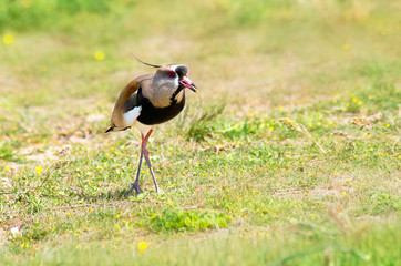 Southern lapwing walking on the grass field                 