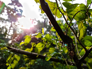 Natural macro shot in the morning.