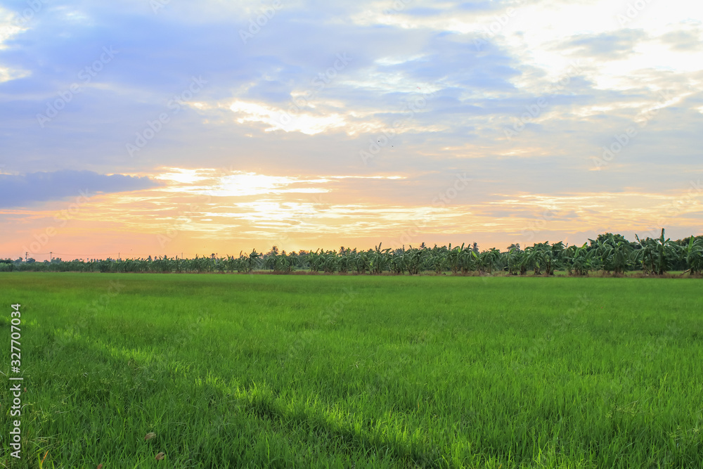 Wall mural Rice field green grass blue sky cloud cloudy landscape background.In rice fields where the rice is growing, the yield of rice leaves will change from green to yellow.Beautiful sunrise with golden hour