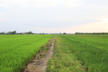 Fototapeta na wymiar Rice field green grass blue sky cloud cloudy landscape background.In rice fields where the rice is growing, the yield of rice leaves will change from green to yellow.Beautiful sunrise with golden hour
