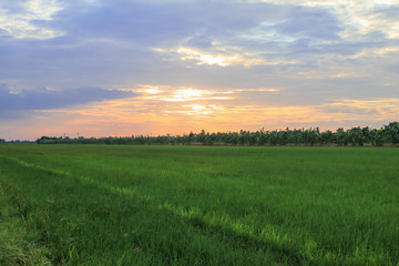 Rice field green grass blue sky cloud cloudy landscape background.In rice fields where the rice is growing, the yield of rice leaves will change from green to yellow.Beautiful sunrise with golden hour