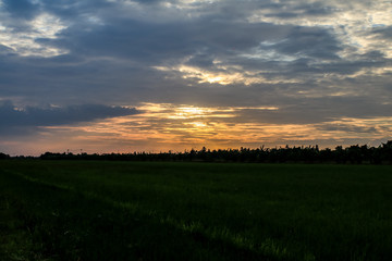 Rice field green grass blue sky cloud cloudy landscape background.In rice fields where the rice is growing, the yield of rice leaves will change from green to yellow.Beautiful sunrise with golden hour