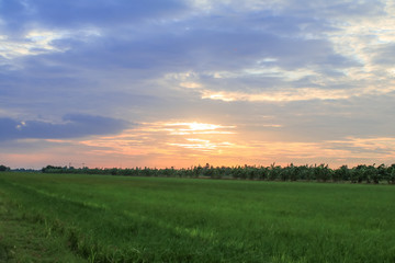 Rice field green grass blue sky cloud cloudy landscape background.In rice fields where the rice is growing, the yield of rice leaves will change from green to yellow.Beautiful sunrise with golden hour