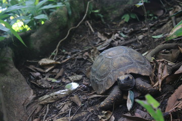 Yellow footed tortoise, Chelonoidis denticulatus, in his natural habitat: the amazon jungle