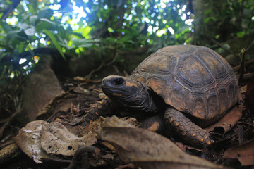 The back or pantser of a Yellow footed tortoise, Chelonoidis denticulatus, in his natural habitat: the amazon jungle
