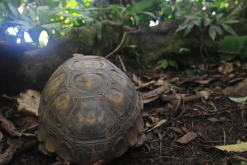 The back or pantser of a Yellow footed tortoise, Chelonoidis denticulatus, in his natural habitat: the amazon jungle