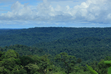 The tropical rainforest, a view over one of the many hills in the amazon with many different trees