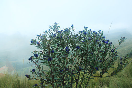 A lupine, commonly found in the andes: this plant with blue flowers has been sighted around quito
