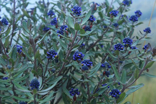 Close-up of a lupine, commonly found in the andes: a plant with blue flowers and thick dark green leaves