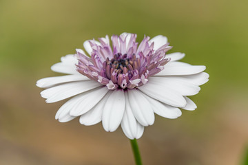 White Osteospermum Flower in the garden