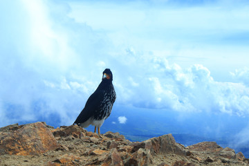 Carunculated Caracara, a balck predatory bird of the andes with a orange beak and white feathers in the mountains