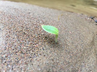 A seed started sprouting in white sand: the plant just grew his first leaf
