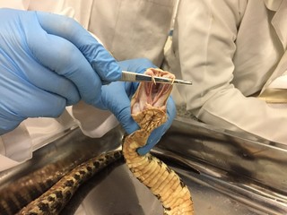Fototapeta premium A person wearing blue safety gloves showing the large fangs of a viper, bothropsis asper
