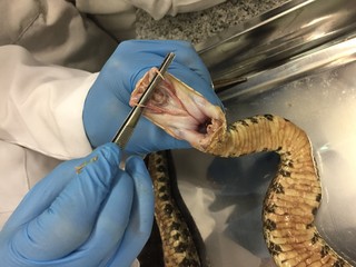 A person wearing blue safety gloves showing the large fangs of a viper, bothropsis asper