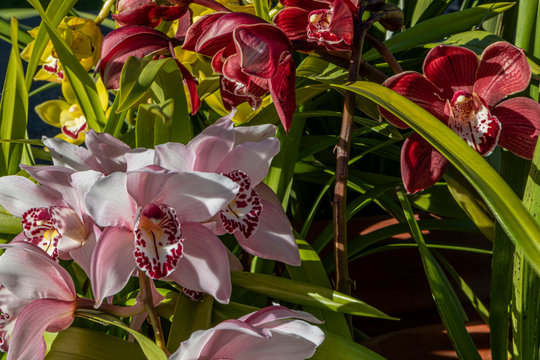 Orchids in flowerpot of all colors very beautiful bouquet 