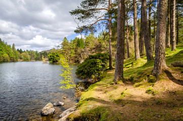 A picturesque view of Tarn Hows and woodland close to Lake Coniston in the English Lake District. 
