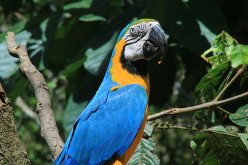 A blue and red colored macaw, ara macaw, showing off