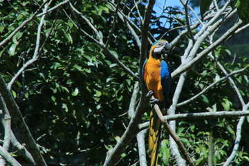 A blue and red colored macaw, ara macaw, sitting in the branches of a dead tree