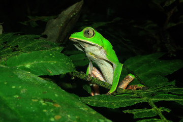 The tarsier leaf frog, Phyllomedusa tarsius, a bright green tree frog with a white belly in the amazon jungle