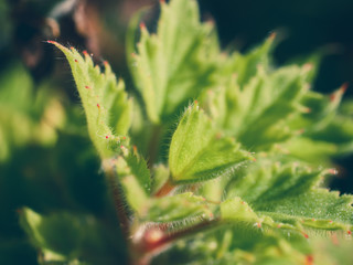 Green leaves