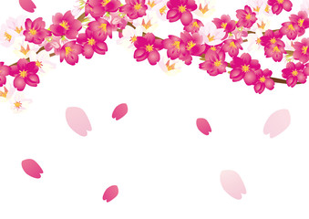 優しい桜イラスト