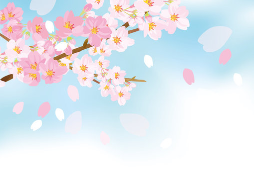 優しい桜イラスト © ヨーグル