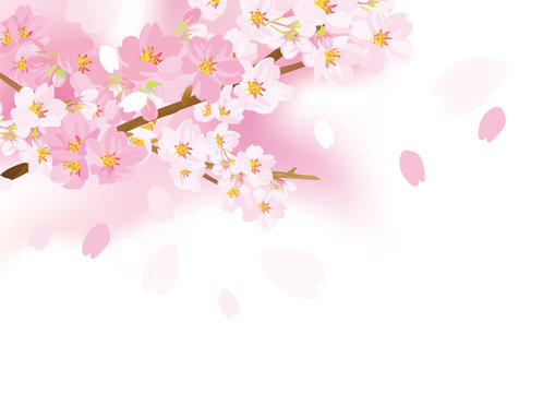 優しい桜イラスト © ヨーグル