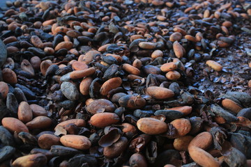 A Close up of roasted cacao beans that are dark brown and black of color and are partly peeled