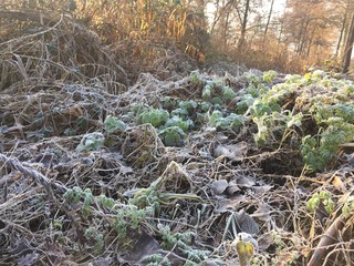 The frozen dew on a few dead and alive leaves in the forest in the netherlands during the winter